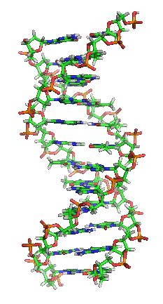 Double-stranded DNA